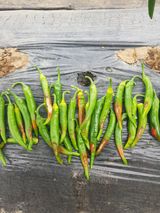 팜모닝 고추·병해충상담 게시글 이미지