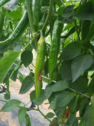 초보농사님의 고추 · 병해충상담 작성글 사진