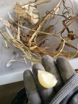 예천댁이님의 마늘 · 병해충상담 작성글 사진