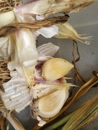 예천댁이님의 마늘 · 병해충상담 작성글 사진