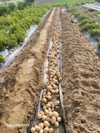 대파21743님의 감자 · 영농일지 작성글 사진