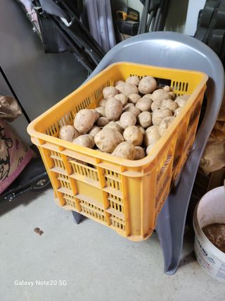 대파21743님의 감자 · 영농일지 작성글 사진