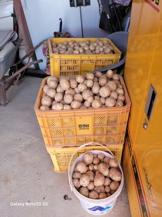 대파21743님의 감자 · 영농일지 작성글 사진