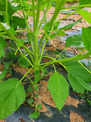 고사리9794님의 👩🏻‍🌾7월 농작업 계획 · 참여글 작성글 사진