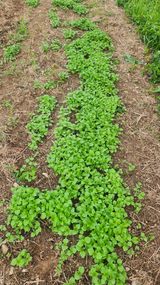 팜모닝 자유주제·자유게시판 게시글 이미지