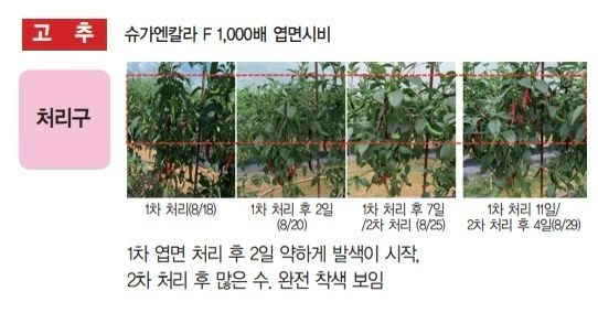 삼익농자재님의 장터 판매 상품 [[도프]슈가엔칼라-F 500cc 당도 빛깔 향상 엽면시비 사과 포도 자두 아미노산 폴리사카라이드 미량요소 영양제] 첨부 사진