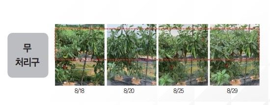 삼익농자재님의 장터 판매 상품 [[도프]슈가엔칼라-F 500cc 당도 빛깔 향상 엽면시비 사과 포도 자두 아미노산 폴리사카라이드 미량요소 영양제] 첨부 사진