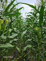 팜모닝 옥수수·자유게시판 게시글 이미지