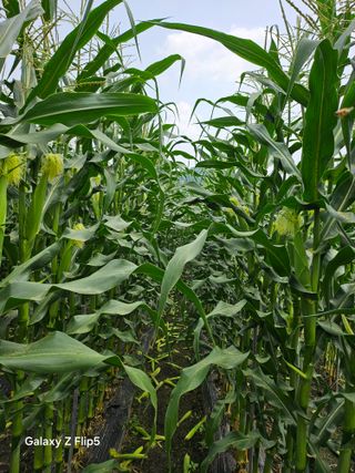 정상붕님의 옥수수 · 자유게시판 작성글 사진