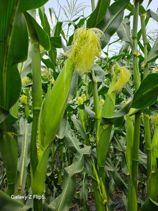 정상붕님의 옥수수 · 자유게시판 작성글 사진