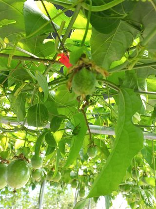 박미라님의 👩🏻‍🌾7월 농작업 계획 · 참여글 작성글 사진