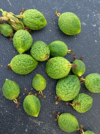 박미라님의 👩🏻‍🌾7월 농작업 계획 · 참여글 작성글 사진