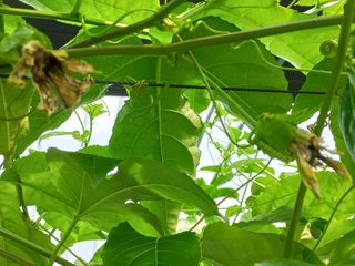 박미라님의 👩🏻‍🌾7월 농작업 계획 · 참여글 작성글 사진