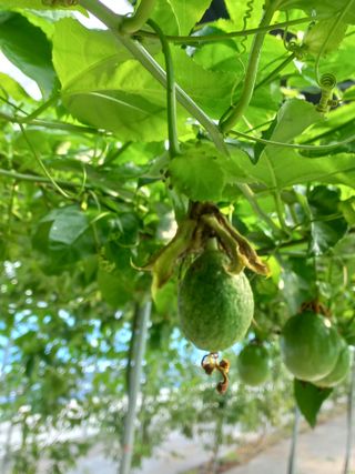 박미라님의 👩🏻‍🌾7월 농작업 계획 · 참여글 작성글 사진