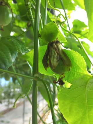 박미라님의 👩🏻‍🌾7월 농작업 계획 · 참여글 작성글 사진