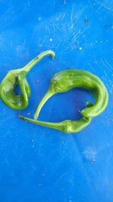 팜모닝 고추·병해충상담 게시글 이미지