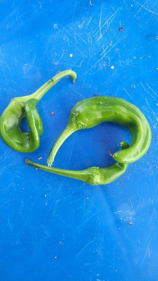 최재원님의 고추 · 병해충상담 작성글 사진