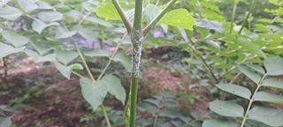 진용웅님의 농사, 무엇이든 물어보세요! · 참여글 작성글 사진