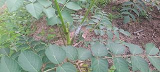 진용웅님의 농사, 무엇이든 물어보세요! · 참여글 작성글 사진