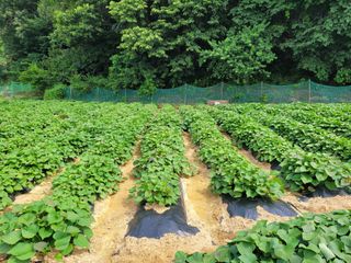 땅땅님의 고구마 · 자유게시판 작성글 사진