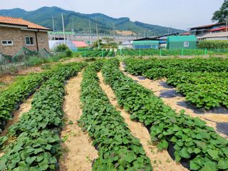 땅땅님의 고구마 · 자유게시판 작성글 사진