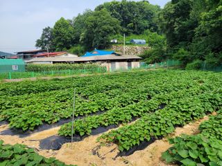 땅땅님의 고구마 · 자유게시판 작성글 사진