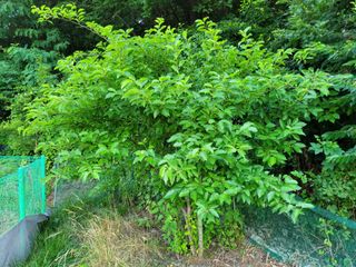 땅땅님의 고구마 · 자유게시판 작성글 사진