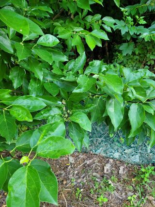 땅땅님의 고구마 · 자유게시판 작성글 사진