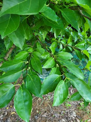 땅땅님의 고구마 · 자유게시판 작성글 사진