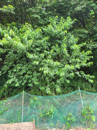 땅땅님의 고구마 · 자유게시판 작성글 사진