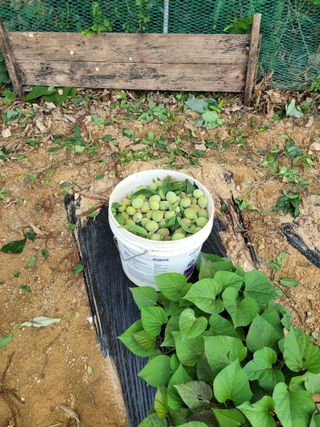 땅땅님의 고구마 · 자유게시판 작성글 사진