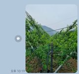 팜모닝 복숭아·영농일지 게시글 이미지