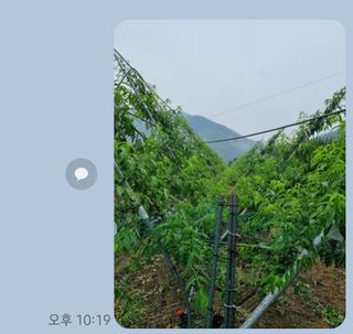 다인복숭아농장님의 복숭아 · 영농일지 작성글 사진