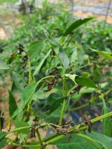 팜모닝 농사, 무엇이든 물어보세요!·참여글 게시글 이미지