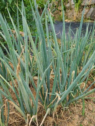 이재욱님의 농사, 무엇이든 물어보세요! · 참여글 작성글 사진