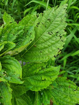 이재욱님의 농사, 무엇이든 물어보세요! · 참여글 작성글 사진