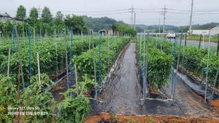 석희님의 고추 · 영농일지 작성글 사진