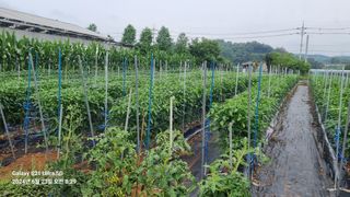 석희님의 고추 · 영농일지 작성글 사진