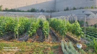 석희님의 고추 · 영농일지 작성글 사진