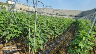 석희님의 고추 · 영농일지 작성글 사진