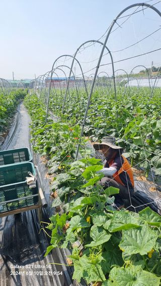 석희님의 고추 · 영농일지 작성글 사진