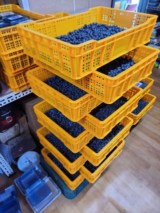 월곶블루베리농장님의 자유주제 · 자유게시판 작성글 사진