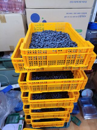 월곶블루베리농장님의 자유주제 · 자유게시판 작성글 사진