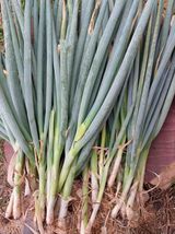 팜모닝 농사, 무엇이든 물어보세요!·참여글 게시글 이미지