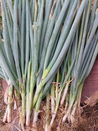 이용주 님의 농사, 무엇이든 물어보세요! · 참여글 작성글 사진