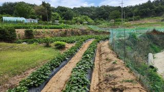 김근호님의 고구마 · 영농일지 작성글 사진