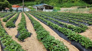 김근호님의 고구마 · 영농일지 작성글 사진