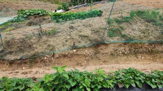 김근호님의 고구마 · 영농일지 작성글 사진