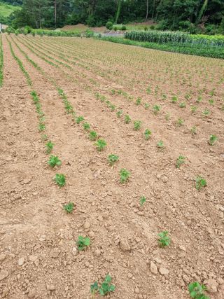 이상응님의 콩 · 자유게시판 작성글 사진