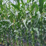 팜모닝 시금치·영농일지 게시글 이미지